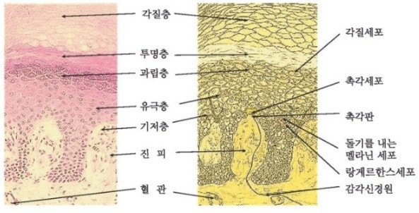 생활습관교정 4탄 - 각질 제거 잘못하면 피부 더 망가집니다– 피부과 의사의 기준