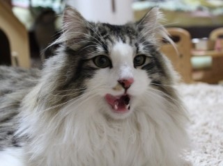 오늘 고양이 카페 가보고 싶어요!