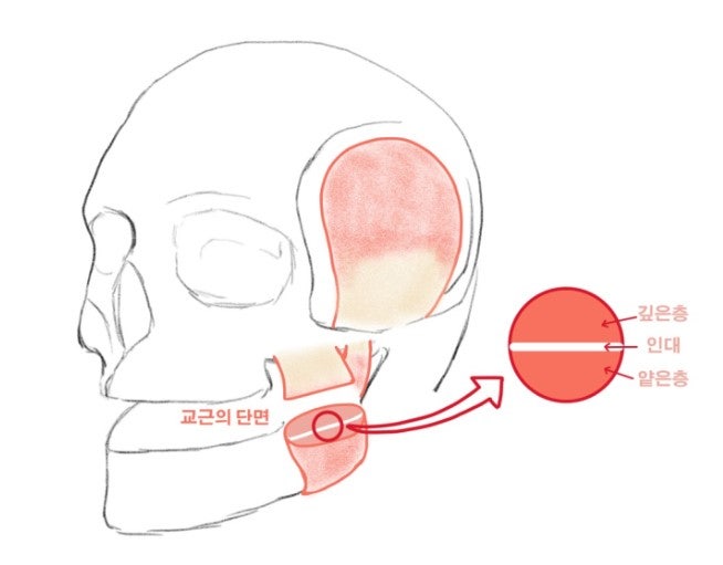 Shindang-dong Dental Clinic: Symptoms That May Appear After Jaw Botox Injections (Square Jaw, Masseter Muscle, 'Candy Ba