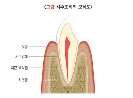Yaksu-dong Dental Clinic: Treating Receding Gums Without Tooth Reduction