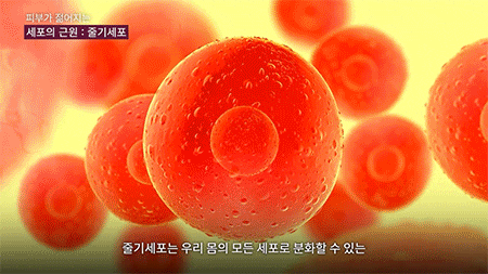 강남역 피부과 줄기세포 효과와 정맥 작용 과정 사진 7