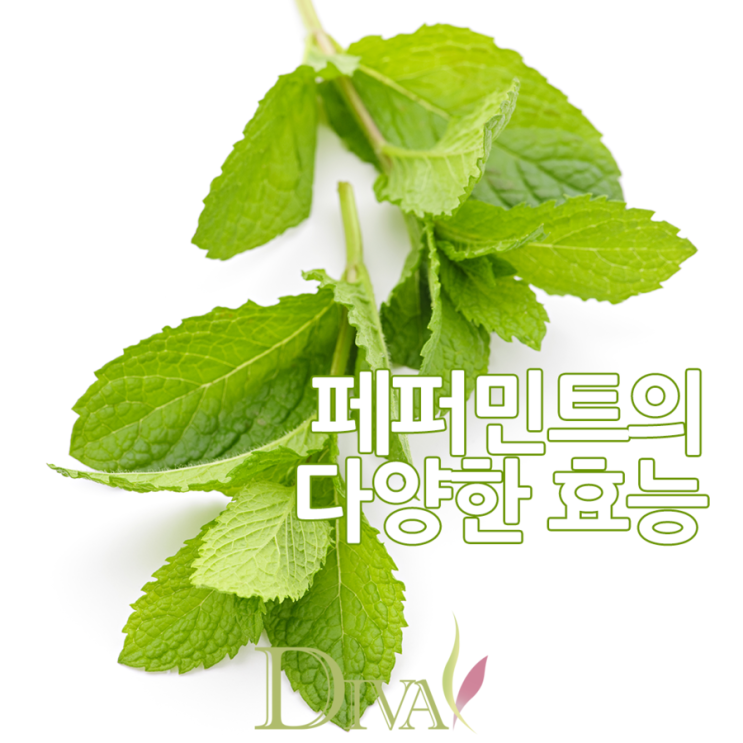 페퍼민트 효능, 겨울에 마시기 딱 좋은 차!