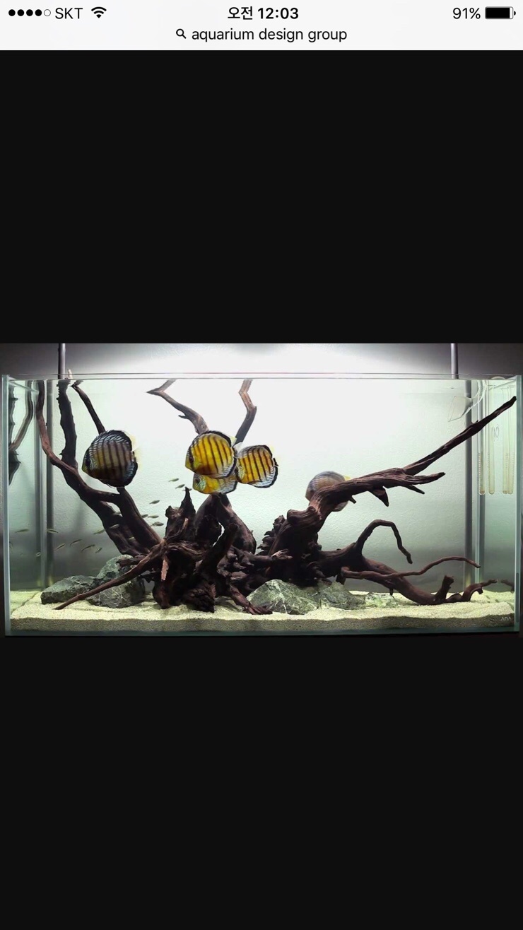 aquarium design group 보며 레이아웃 공부하기