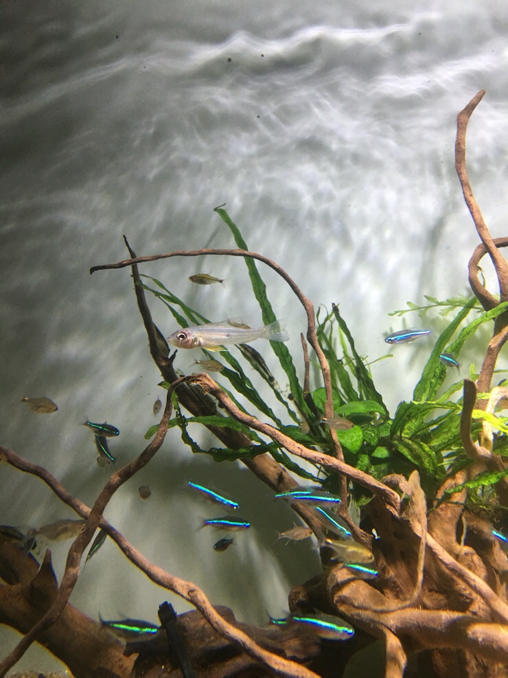 바이오토에쿠스 오퍼큘라리스 biotoecus opercularis