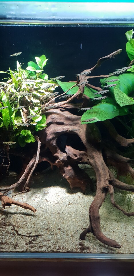 에스페이 펜슬피쉬 (Nannostomus espei) 추가 영입