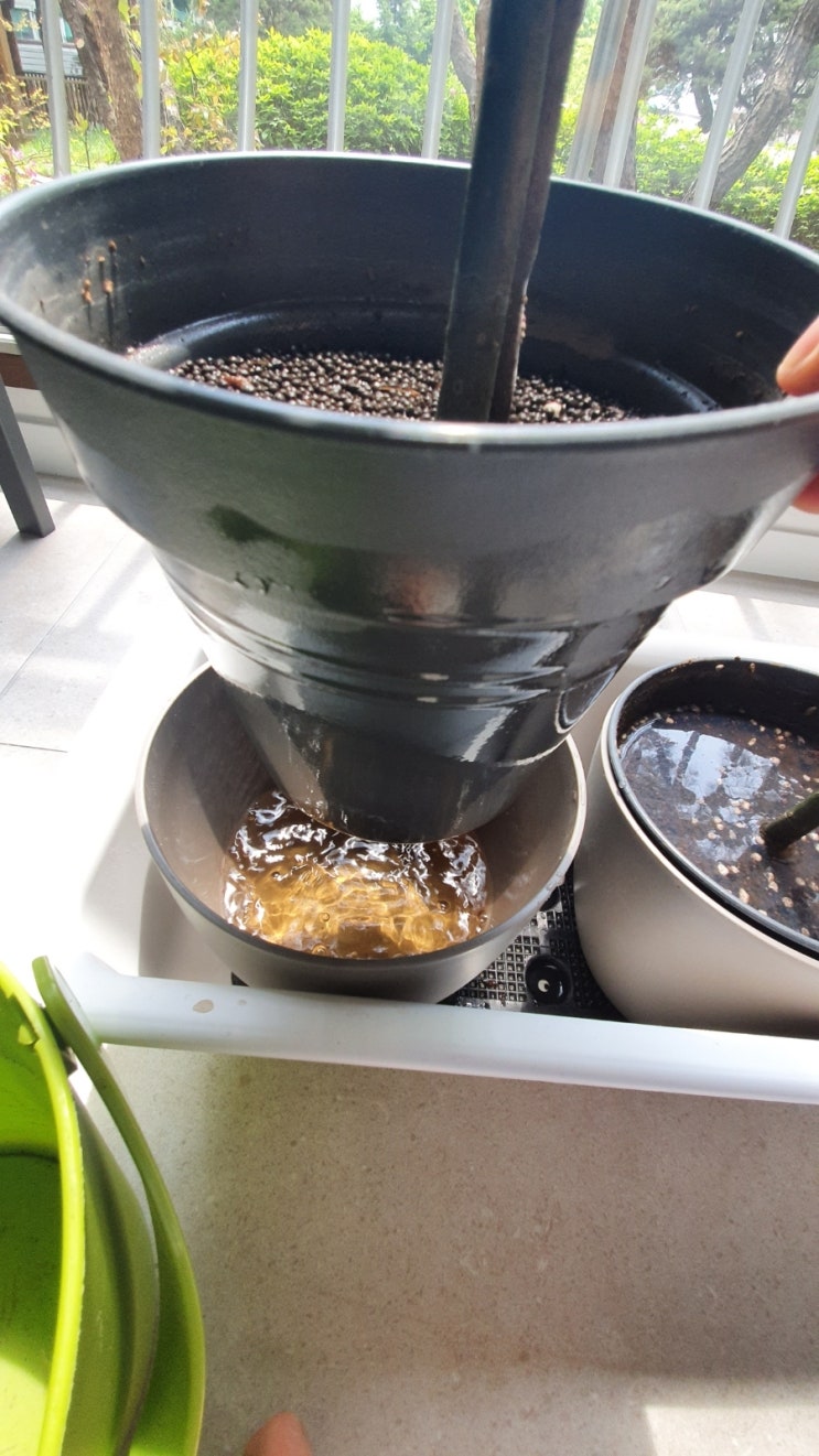 맹그로브 환수