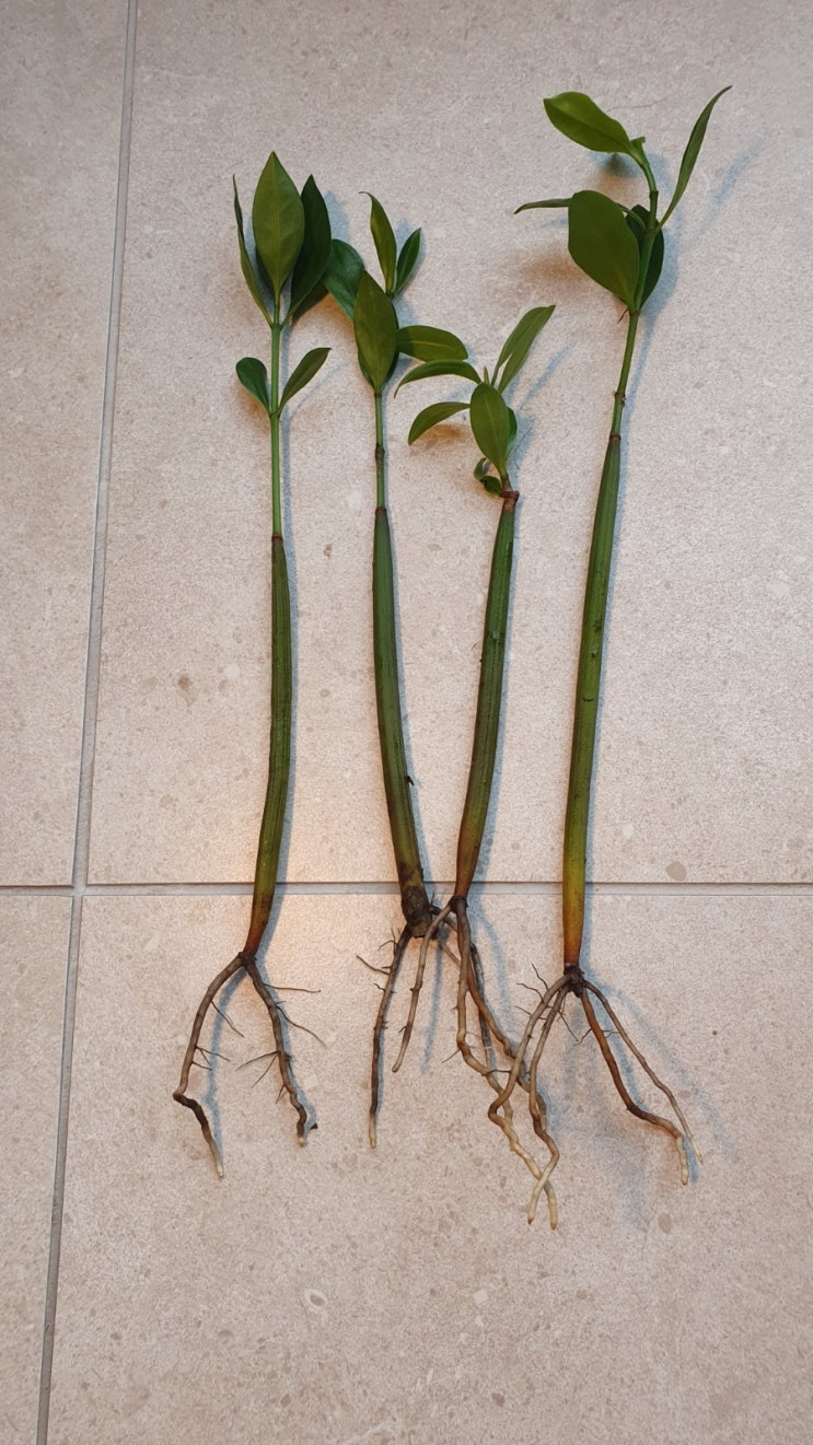 푸티 맹그로브 영입