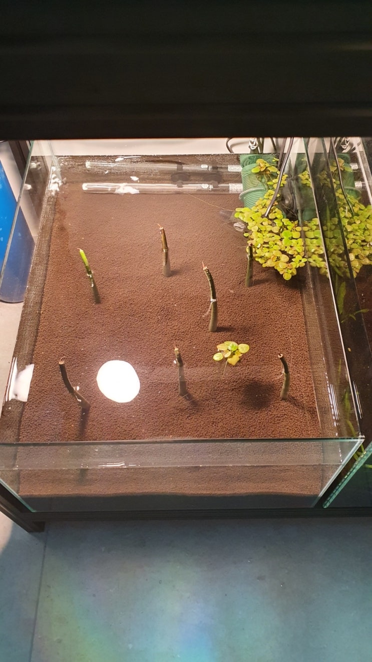 메다카항 완성
