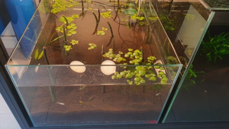 아마존프로그비트