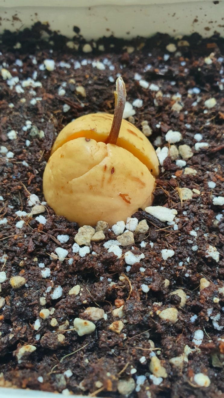 아보카도 씨앗 새싹이 잘 올라옵니다.