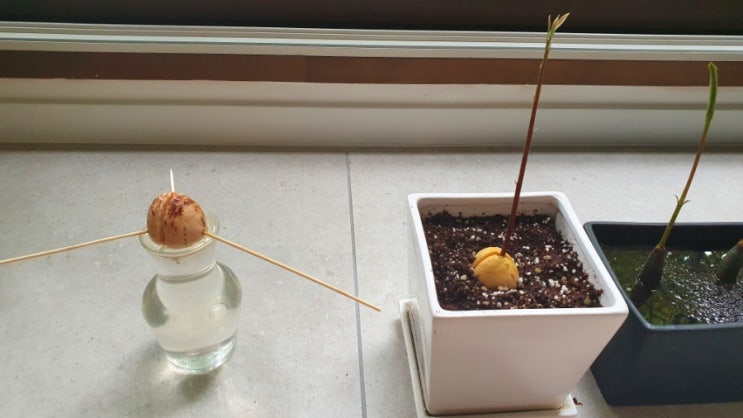 아보카도 2호기 시작