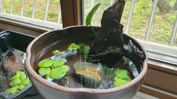 메다카 송사리 수반 꾸미기