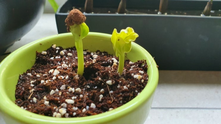 바오밥 씨앗 결과