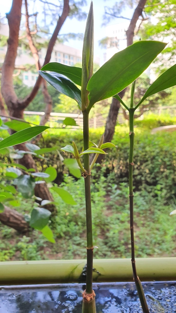 에이스 맹그로브 oriental mangrove