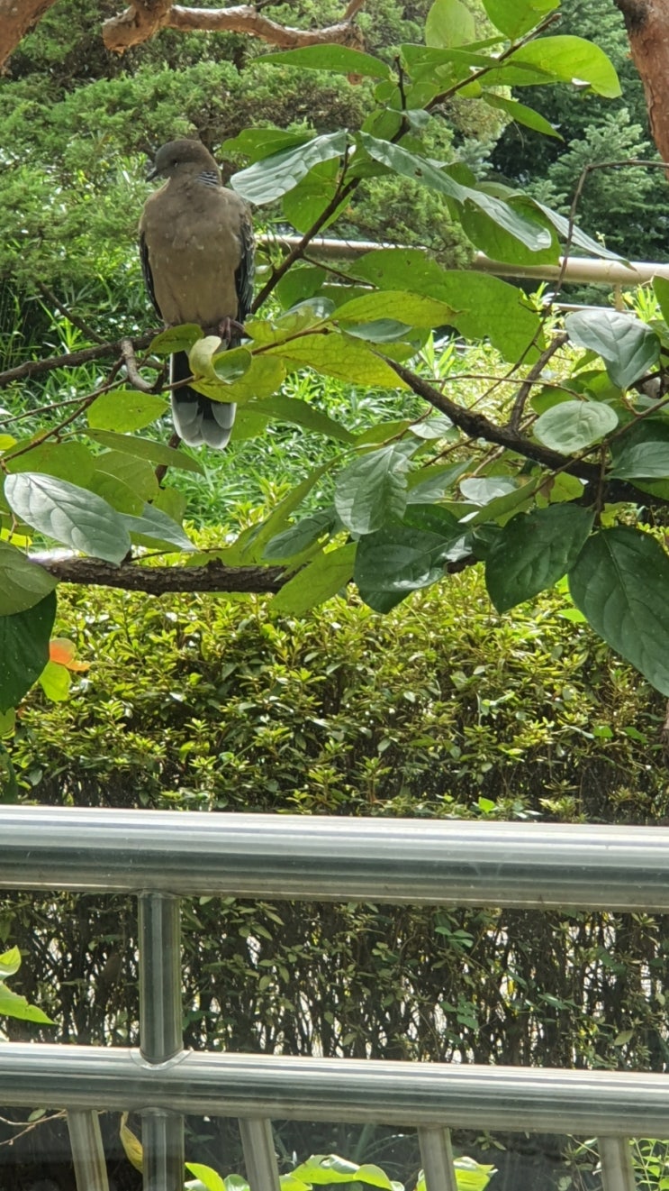 직박구리