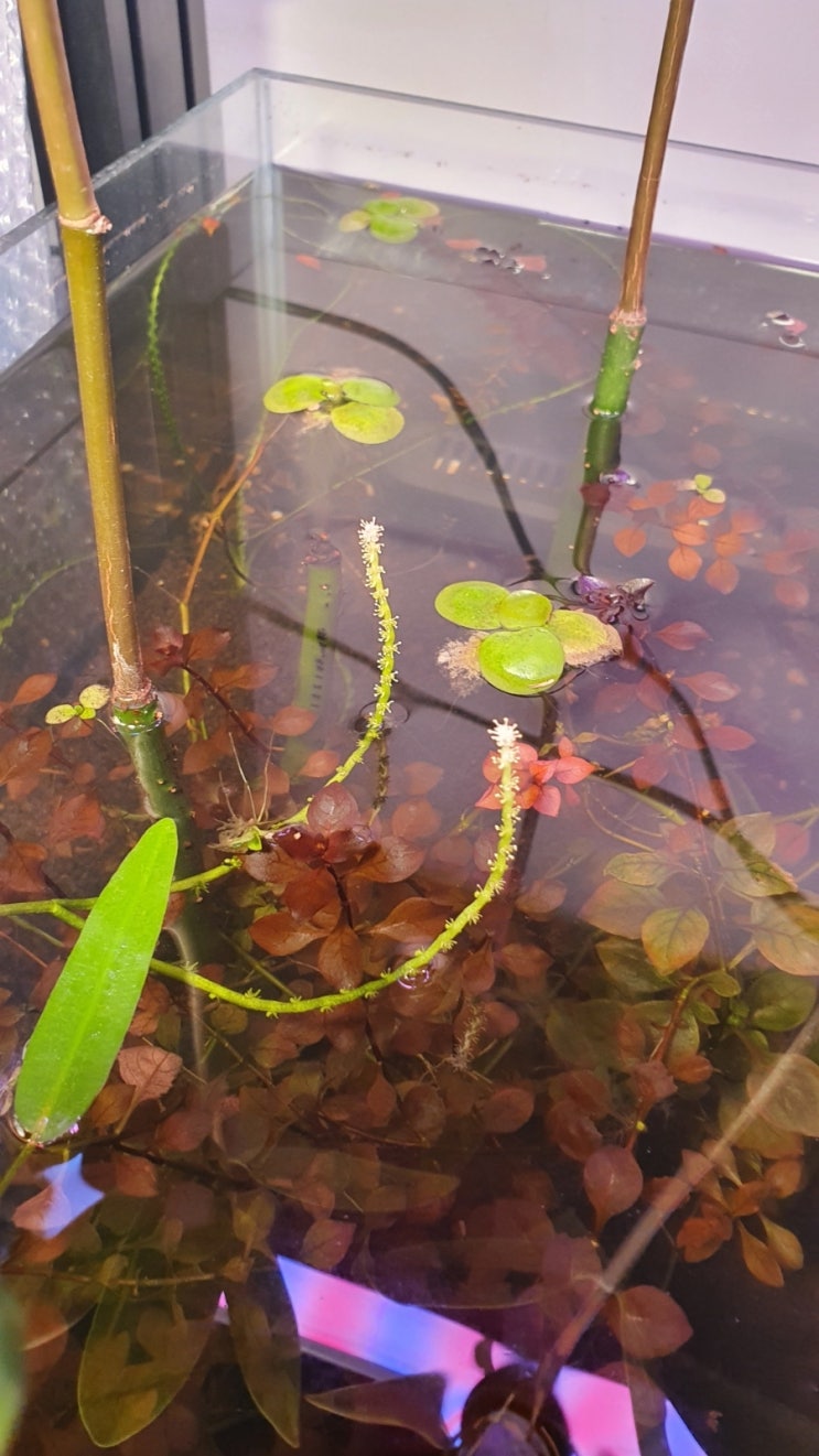 수초 꽃      봄이 왔다.