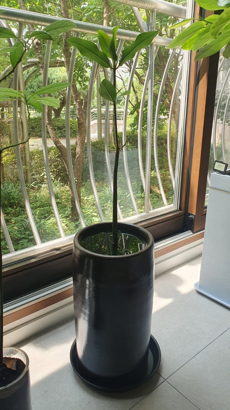 맹그로브 키우는법