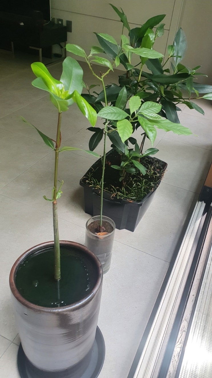 식물 집사