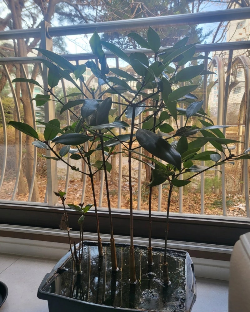 오리엔탈 맹그로브