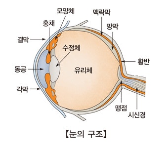 안과 종합검진이 필요한 이유 - 왜?왜?why?