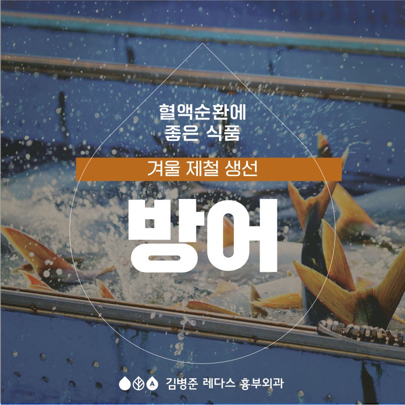 <혈액순환에 좋은 음식> 방어 제철, 방어 효능, 칼로리