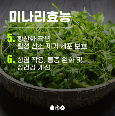 부산 봄나들이 축제 - 2024 원동 미나리 축제 사진 11