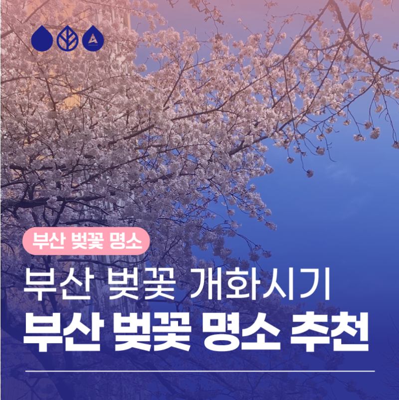 부산 벚꽃 개화시기 벚꽃 명소 추천