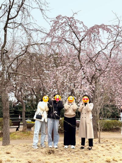 진해군항제 실시간 벚꽃 개화상황 사진 3