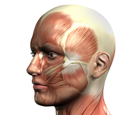 Is Upper Blepharoplasty Necessary for Middle-Aged Individuals? Effects, Costs, and Recovery for Droopy Eyelids and Ptosi