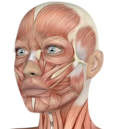 How long does under-eye thread lift swelling last? Duration, side effects, pain, and criteria for a good clinic 사진 3