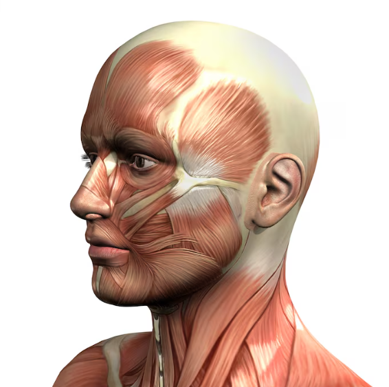 Can Forehead Lift Side Effects Include Headaches, Sunken Eyes, Asymmetry, and Pain? Recovery Process Explained 사진 5