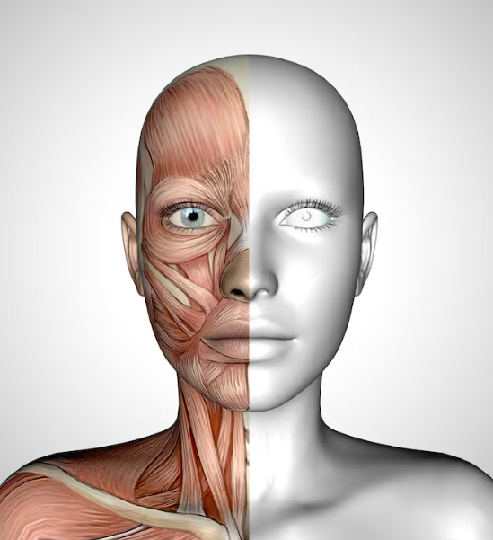 Why do cheekbones appear larger after Mint Thread Lift? Analyzing potential side effects 사진 3