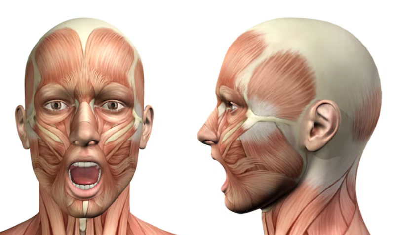 Deep Cheek Sagging Thread Lift: Why You Need to Look at the Structure First, Not Just Cheek Fat 사진 3