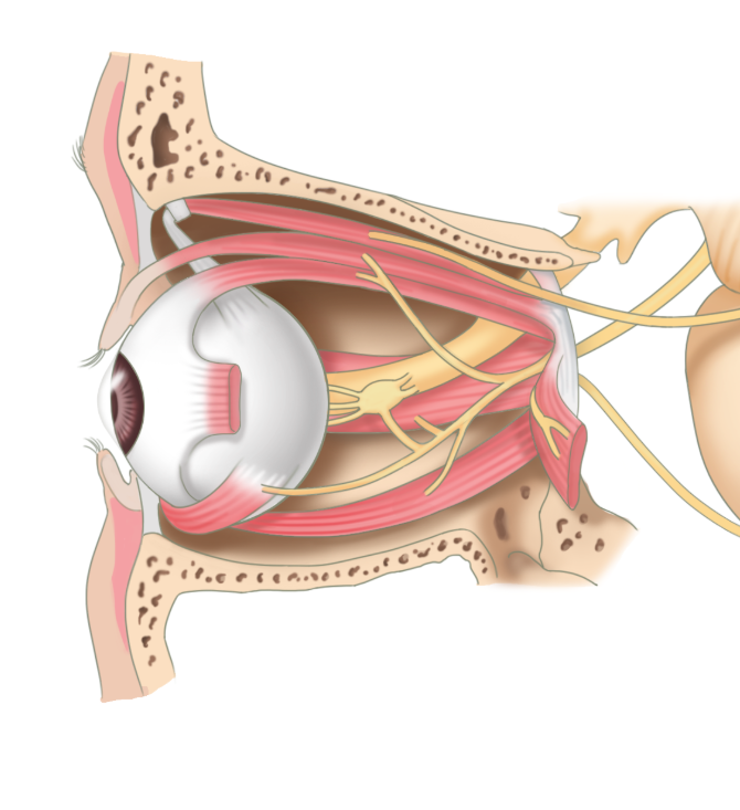Should Upper and Lower Blepharoplasty Be Done Together? Price, Recovery, Swelling, Side Effects, and Insurance Coverage