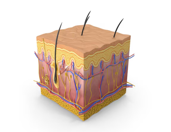 How Much Can Nasolabial Fold Thread Lifts Change Sagging Midface? Explaining the Transformation 사진 10