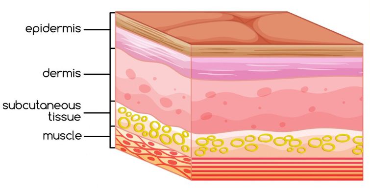 When is Eyebrow Thread Lift Necessary? Causes of Eyebrow Ptosis and Lifting Criteria