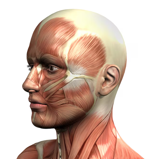 When is Eyebrow Thread Lift Necessary? Causes of Eyebrow Ptosis and Lifting Criteria 사진 3