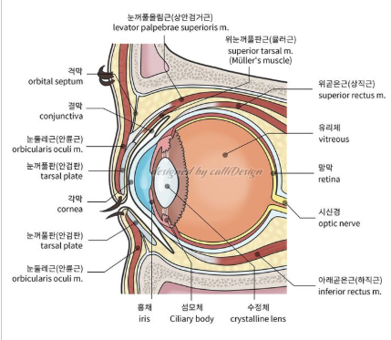 Is a Sub-Brow Lift Effective? Swelling, Pain, Cost, and Ideal Candidate Criteria 사진 7