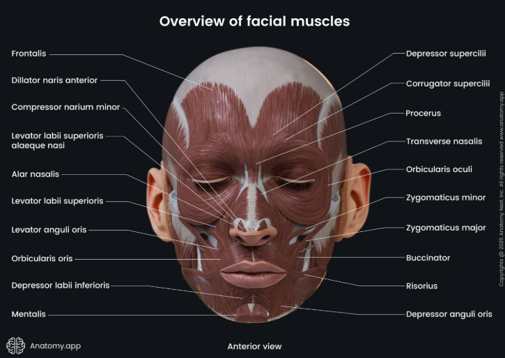 20s Forehead Lift: Why Results Vary Depending on the Surgical Method 사진 5