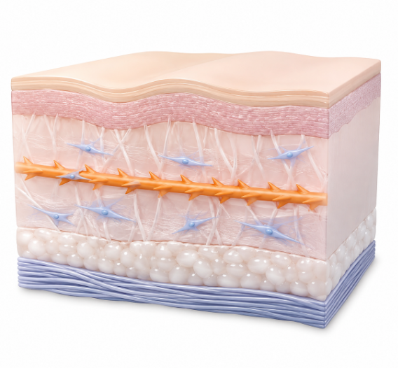 Looking for a good thread lift clinic in Seoul? A comprehensive guide to thread lift types and features 사진 3