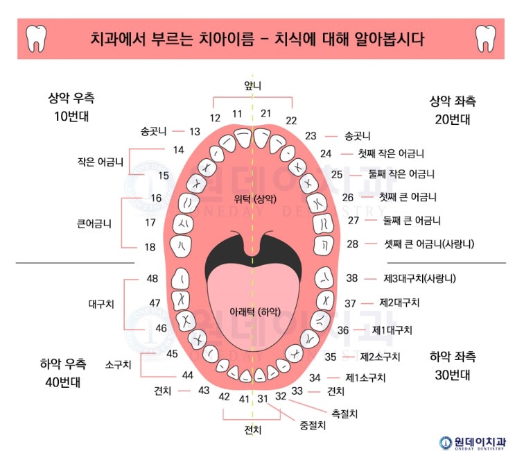 치과용어 - 치아에도 이름이 있다? 치식/치아번호/치아이름