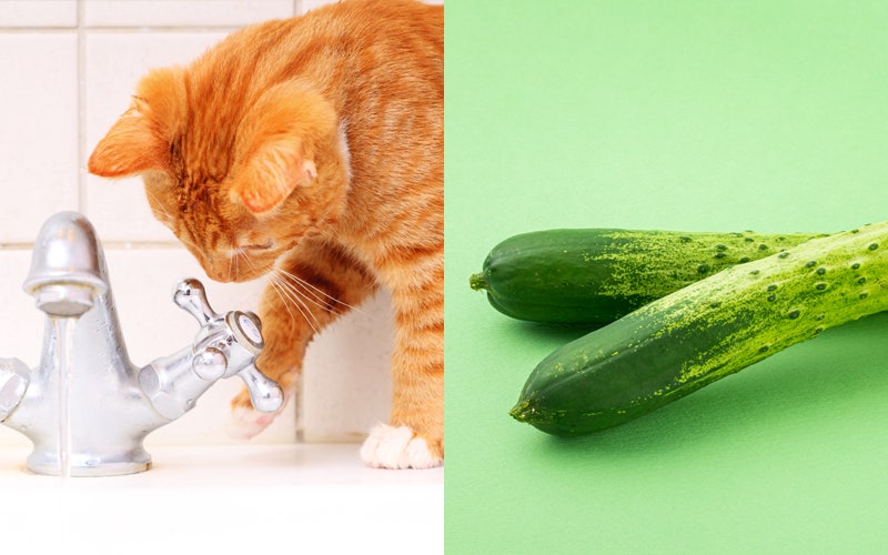 This is it for these situations, good foods depending on the situation 사진 5