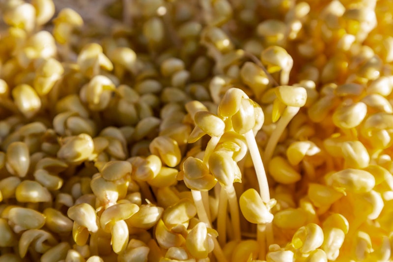 Discover the Benefits of Bean Sprouts