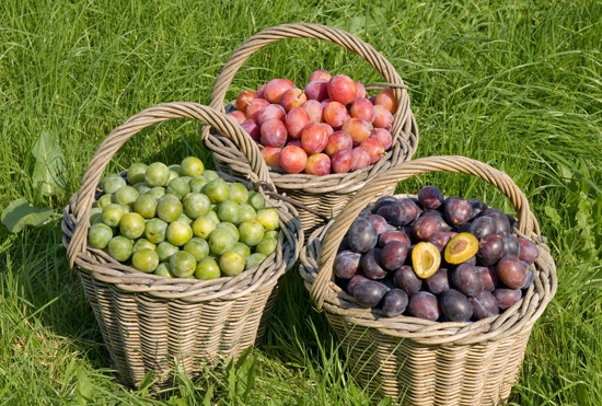 Discover Low-Sugar Fruits!
