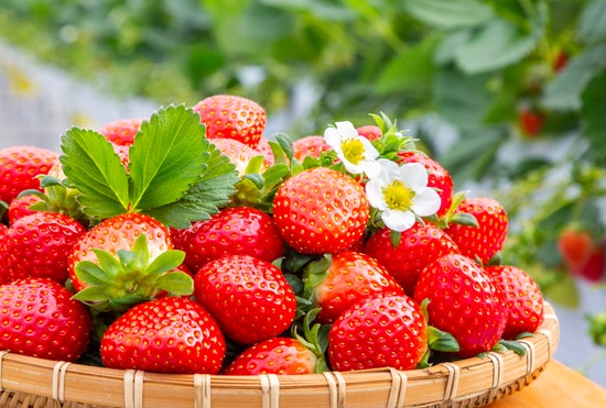 Discover Low-Sugar Fruits! 사진 6