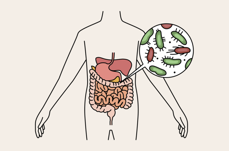5 Prebiotics to Boost Immunity and Aid Weight Loss