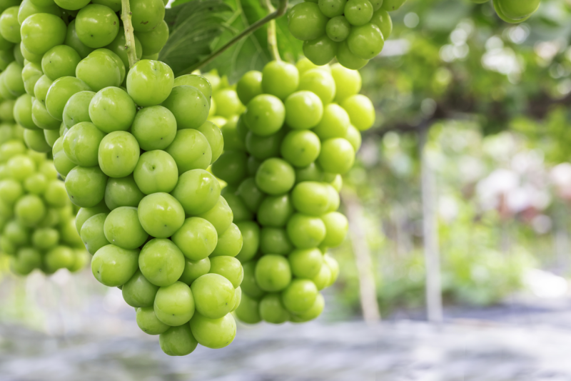 Diabetes: Fruits to Avoid 사진 2