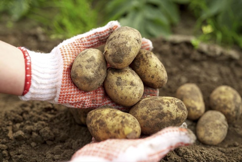 Winter's Best Tonic: Root Vegetables! 사진 3