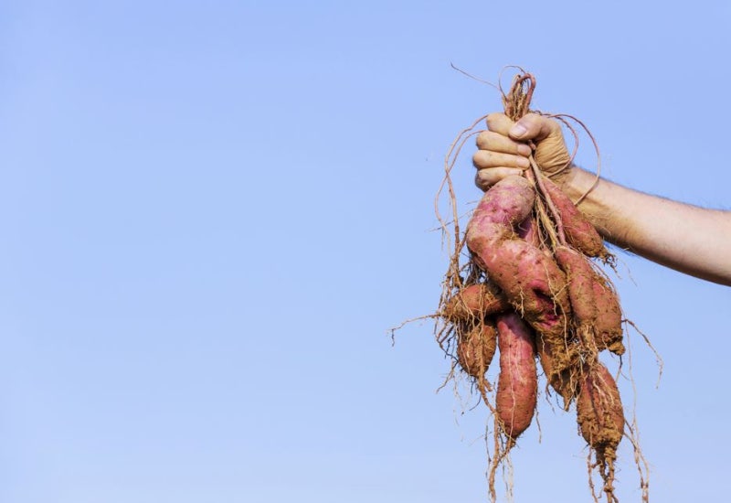 Winter's Best Tonic: Root Vegetables! 사진 2