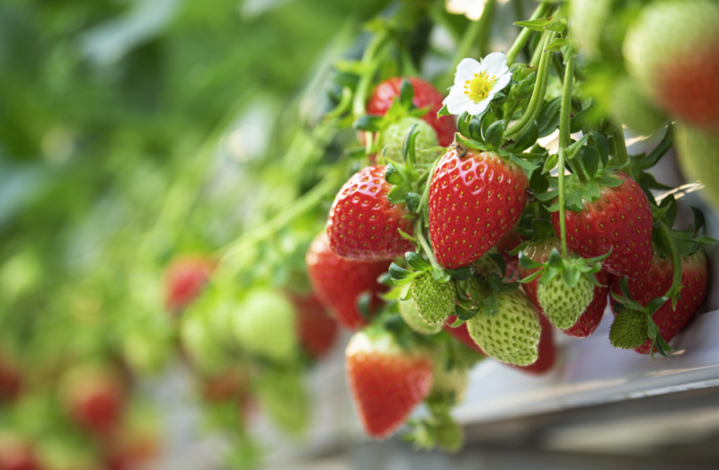 Strawberry Season: Let's Learn About Strawberries